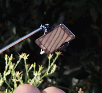 Gif réalisé à la villa médicis